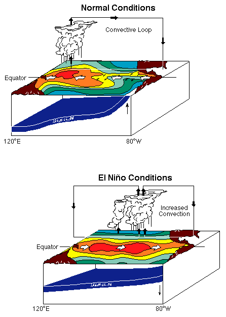 Conditions over the Pacific Ocean during normal and El Ni&ntildeo years